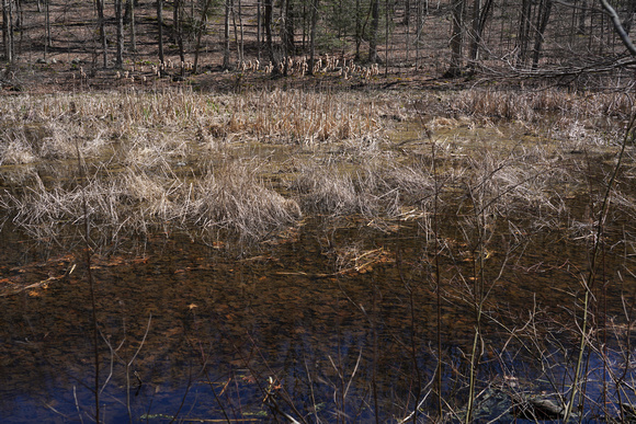 230410_08097_A7RIV The Lake in Early Spring at Whippoorwill Park in the Town of New Castle