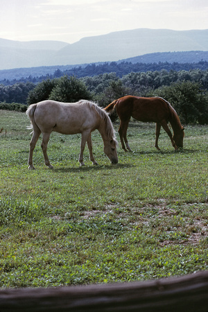 740700_0001_F1 Horses in NewYork State