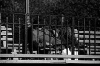 741100_0002_F1 Napping in Battery Park NYC