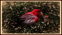 140908_2365_SX50_IsItArt A House Finch in the Juniper Tree