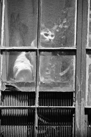 740500_0006_F1 Cat in East 61st Street NYC Window