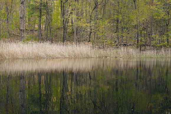 230424_08222_A7RIV Reflections of Early Spring on Bechtel Lake at Westmoreland Sanctuary
