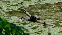 160614_1661_NX1 A Snapping Turtle, Chelydra serpentine, on Lost Pond Catches the Afternoon Sun at Westmoreland Sanctuary