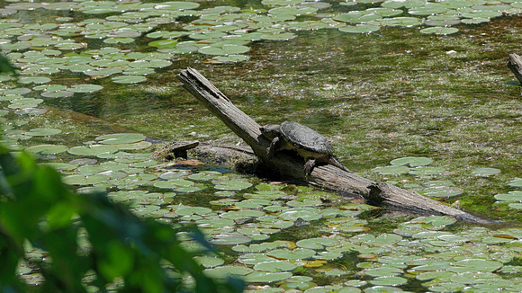 160614_1661_NX1 A Snapping Turtle, Chelydra serpentine, on Lost Pond Catches the Afternoon Sun at Westmoreland Sanctuary