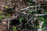 160606_1575_NX1 A Mallard and Her Nine Ducklings Along the Shore of Teatown Lake