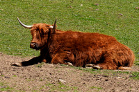 220428_06505_A7RIV A Scottish Highlander, Bos taurus, in the Pasture at Muscoot Farm