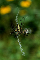 160819_2163_NX1 An Argiope Snares a Dragonfly at Teatown