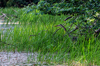 160622_1803_NX1 A Blue Heron on Bechtel Lake at Westmoreland Sanctuary