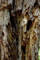 160526_1458_NX1 The Ghost of an Ancient Owl Still Watches from its Favorite Tree
