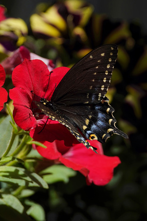 220619_06900_A7RIV An Eastern Black Swallowtail on a Petunia in Our Late Spring Gardens