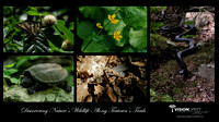Teatown Exhibit Plate 11 - Discovering Nature's Wildlife Along Teatown's Trails