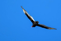 170217_0395_EOS M5 A Turkey Vulture Flying Over Steamboat Waterfront on the Hudson River