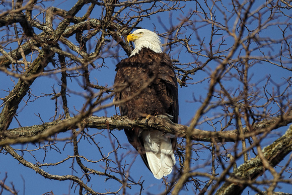170217_0425_EOS M5 An Adult Bald Eagle in the Late Afternoon Sun by Steamboat Waterfront on the Hudson River