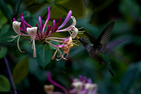 240726_10352_A7RIV A Female Ruby-throated Hummingbird, Archilochus colubris, in Our Late July Gardens