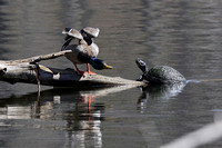 170413_0649_EOS M5 A Mallard and a Turtle Negotiate Property Rights on Teatown Lake