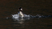 210406_03984_A7RIV Splashdown of a Male Bufflehead on Swan Lake