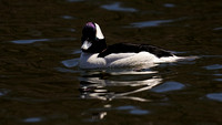 210406_03955_A7RIV A Male Bufflehead on Swan Lake