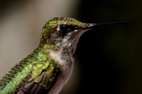 230819_09191_A7RIV A Female Ruby-throated Hummingbird, Archilochus colubris, in Our Mid August 2023 Gardens