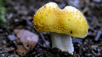 170721_1105_EOS M5 A Yellow Fly Agaric Mushroom on the Shore of Teatown Lake