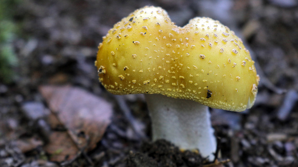 170721_1105_EOS M5 A Yellow Fly Agaric Mushroom on the Shore of Teatown Lake
