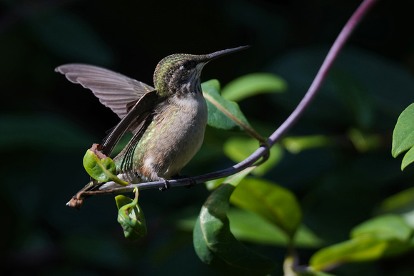 230827_09299_A7RIV A Female Ruby-throated Hummingbird, Archilochus colubris, in Our Late August 2023 Gardens