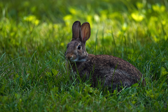 240726_10313_A7RIV A Young Cottontail in Our Late July Gardens