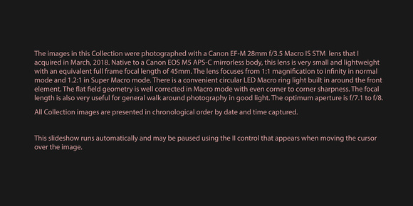 180304 Canon EF-M 28mm F/3.5 Macro IS STM on Canon EOS M5