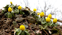 180312_1644_EOS M5 Winter Aconite, Eranthis hyemalis, are Harbingers of the Approaching Spring