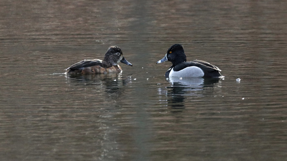 180327_1707_EOS M5 Female and Male Buffleheads in the Morning Sun on Swan Lake at Rockefeller Preserve