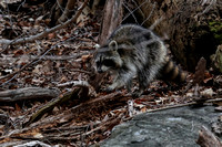 180327_1708_EOS M5 A Racoon in the Morning at Rockefeller Preserve