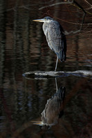 180327_1691_EOS M5 A Great Blue Heron on Swan Lake at Rockefeller Preserve