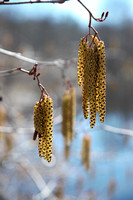 180331_3495_NX1 The Male Flowers, Catkins, of Smooth Alder in Early Spring Along the Shore of Teatown Lake