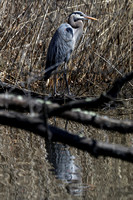 180411_1765_EOS M5 A Great Blue Heron On Swan Lake at Rockefeller Preserve
