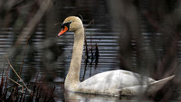 180413_1801_EOS M5 A Female Mute Swan Takes a Break From Her Nest on Teatown Lake