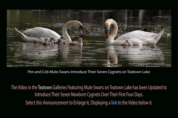 Jul 10, 2018: The Video of a Mute Swan Family on Teatown Lake is Complete