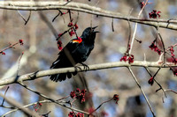 180423_1908_EOS M5 A Red Winged Blackbird Sings in the Morning Sun at Teatown