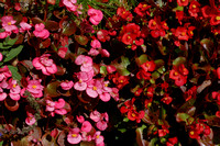 231009_4790_NX1 Wax Begonias, Begonia Semperflorens-Cultorum, are Plentiful in Our Early Autumn Gardens