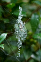 210727_04810_A7RIV An Argiope aurantia in its Web in the Virginia Gardens