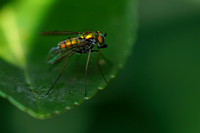 210728_04859_A7RIV A Long-legged Fly, Condylostylus, in the Virginia Gardens