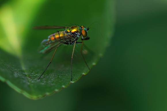 210728_04859_A7RIV A Long-legged Fly, Condylostylus, in the Virginia Gardens