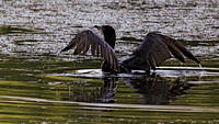 180604_2594_EOS M5 A Cormorant Begins Its Flight from Teatown Lake