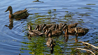 180611_2806_EOS M5 A Mallard Hen Watches Over 10 Ducklings on Teatown Lake