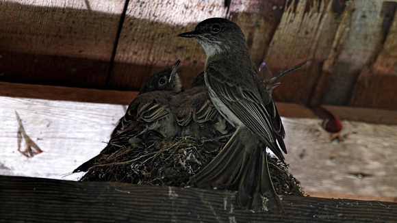 180611_2743_EOS M5  An Eastern Phoebe Watches Over Her Crowded Nest of Fledglings Under the Boathouse Roof at Teatown Lake
