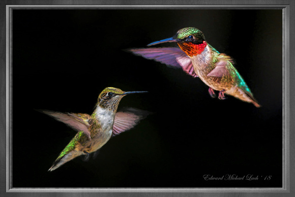 180718_3663_3669_NX1_IsItArt Female and Male Ruby-throated Hummingbirds, Archilochus colubris