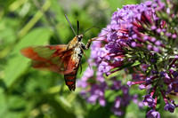 180810_2985_EOS M5 A Hummingbird Clearwing Moth, Hemaris thysbe, at Teatown