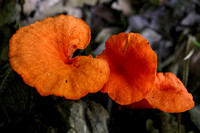 180810_3037_EOS M5 Orange Peel Fungus, Aleuria aurantia, along Teatown's Trails