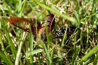 180810_3010_EOS M5 A Hummingbird Clearwing Moth Loses a Battle with a Wasp at Teatown
