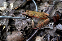 180906_3067_EOS M5 A Wood Frog, Lithobates sylvaticus, at Westmoreland Sanctuary