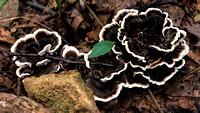 180906_3074_EOS M5 Black Trumpet Mushrooms, Craterellus cornucopioides, at Westmoreland Sanctuary