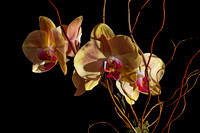 211005_05475_A7RIV Autumn 2021 Orchids in Our Home